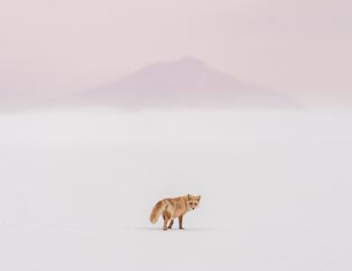 © Yuta Doto, Japan, entry, Open competition, Natural World & Wildlife, 2021 Sony World Photography Awards