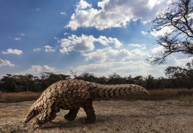 © Brent Stirton, South Africa, Finalists, Professional competition, Natural World & Wildlife, 2020 Sony World Photography Awards