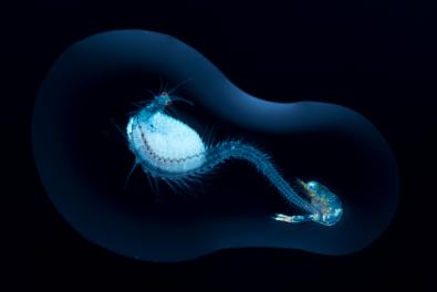 © Angel Fitor, Spain, Finalist, Professional competition, Wildlife & Nature, 2021 Sony World Photography Awards