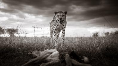 © Graeme Purdy, United Kingdom, Finalist, Professional competition, Wildlife & Nature, 2021 Sony World Photography Awards