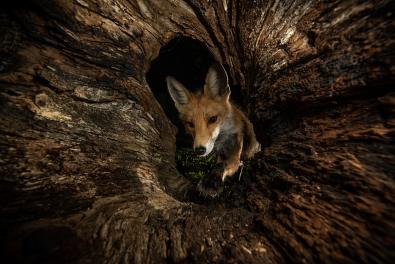 © Milan Radisics, Hungary, Finalist, Professional competition, Wildlife & Nature, 2022 Sony World Photography Awards	