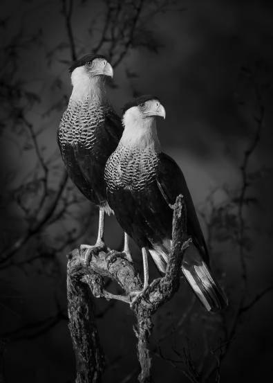  © Dinorah Graue Obscura, Mexico, Open Photographer of the Year, Open Competition, Natural World & Wildlife, 2023 Sony World Photography Awards