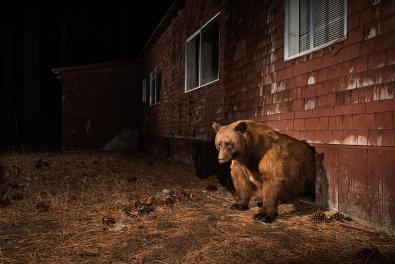 © Corey Arnold, United States, Finalist, Professional competition, Wildlife & Nature, 2023 Sony World Photography Awards