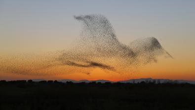  Very Impressive Starling Murmurations by Daniel Biber 