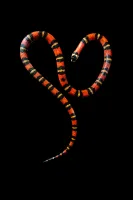 © Arturo Velázquez Hernández, Mexico, Shortlist, Latin America Professional Award, 2020 Sony World Photography Awards