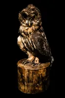 © Arturo Velázquez Hernández, Mexico, Shortlist, Latin America Professional Award, 2020 Sony World Photography Awards