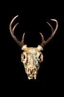 © Arturo Velázquez Hernández, Mexico, Shortlist, Latin America Professional Award, 2020 Sony World Photography Awards