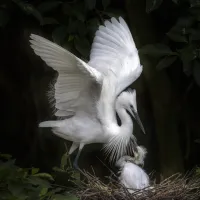 1047bc625e48444b12c017c5df518409.little_20egret_20-_207