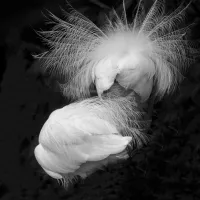 12f2dc3e21212eb689e941443b3567a9.little_20egret_20-_205