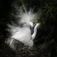 1b06a089457cf8e6a6407b26b4f76236.little_20egret_20-_206