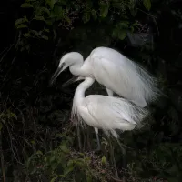 27f8049ec176896ae3eeb044f74aaab1.little_20egret_20-_202