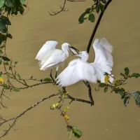 72fae37bba45bd4d3d3a1835dcb38eee.little_20egret_20-_2010