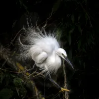 9093ad433cb768f76fd9eb99d93ee004.little_20egret_20-_201