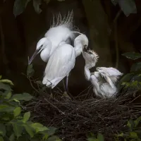 a5a8f9bef9ddf1630310c343f015544a.little_20egret_20-_208