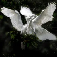 c95ee4d4547f9b26d18cb40f2033197d.little_20egret_20-_209