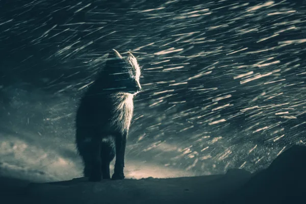 Arctic Fox in Blizzard