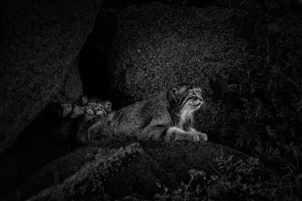 Mischief at Her Side