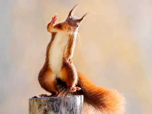 Waving Squirrel