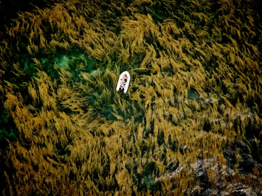 Adrift in the Sea of Weeds