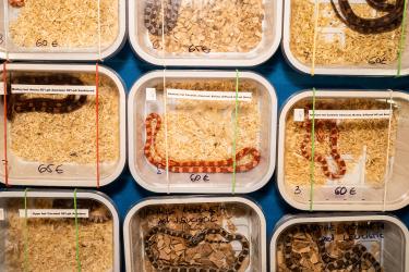 © Federico Borella, Italy, Finalist, Professional competition, Wildlife & Nature, 2022 Sony World Photography Awards	