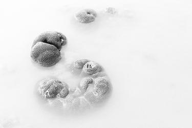 Fenómeno (Phenomenon)