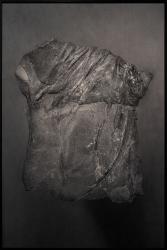 A pure spirit grows beneath the bark of stones / Devonian Forests / Catskill Fossil Forests