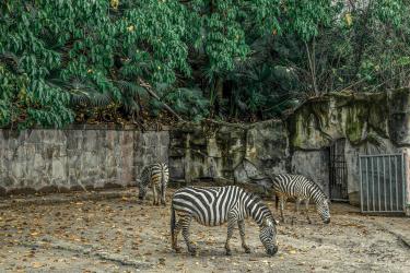 Pretend to Be an Animal