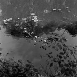 Water Still Life With Branches (I)