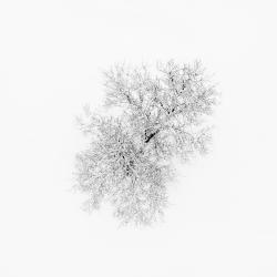 In the arms of white