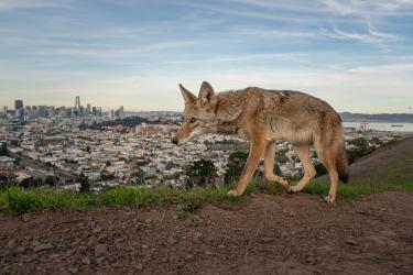 The Coyotes of San Francisco