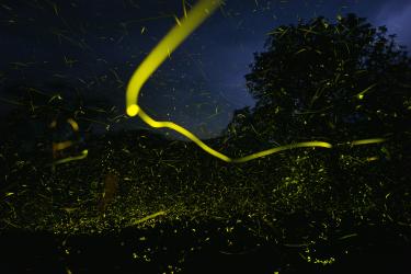 When Nature Breaks the Synchrony