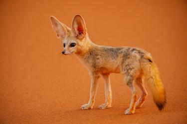 Fennec in All its Glory