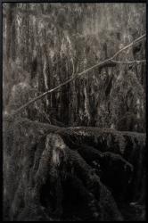 A pure spirit grows beneath the bark of stones / Contemporary forests / The spirit of the forest