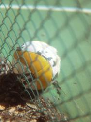 Weathered Volleyball