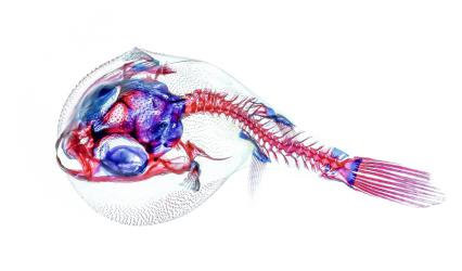 Puffer Fish – Tagifuku Niphobles