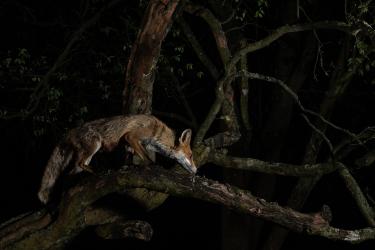 © Milan Radisics, Hungary, Finalist, Professional competition, Wildlife & Nature, 2022 Sony World Photography Awards	