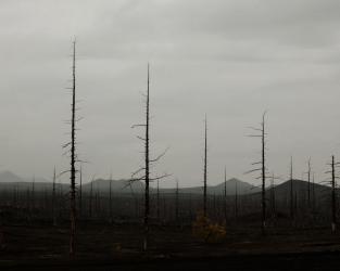 Dead forest