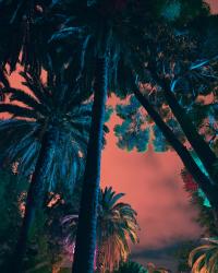 Wildfires of Palermo