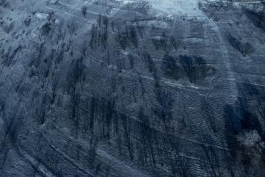 Burned Landscape