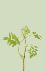 Angelica Archangelica