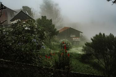 Morning Mist Over the Garden