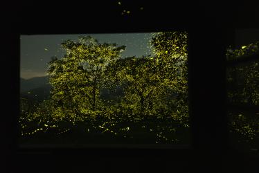 A Window into the World of Fireflies