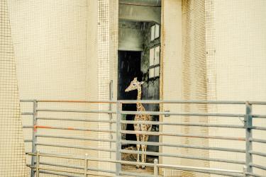 Pretend to Be an Animal