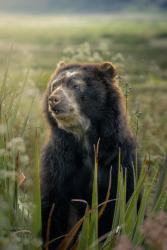 The Heart of the Andes