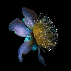 Hypericum Calycinum UVIVF