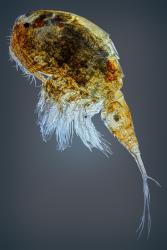 Copepod Bicolor (10x)