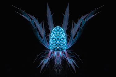 Regina delle Alpi UVIVF