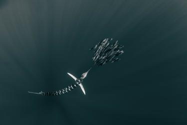 Striped Marlin Hunts