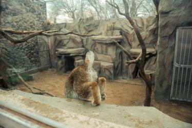 Pretend to Be an Animal