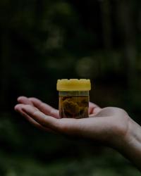 European Bison DNA Sample